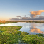 types of wetlands on florida land