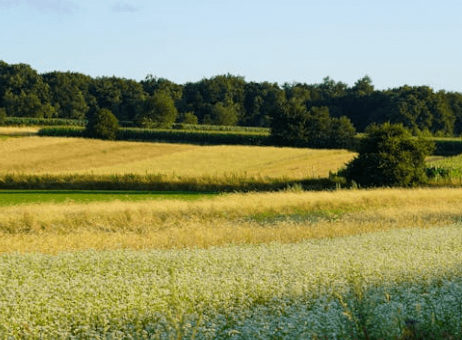 Exploring Unimproved Land in Florida | Cash For Land Florida