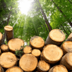 buying land for timber a good investment