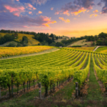 buying land for vineyards or wineries