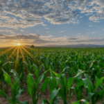 crops grown in Florida