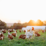 start a chicken farm on land