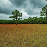 undeveloped land Old Town Florida