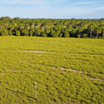 undeveloped land in Lamont Florida