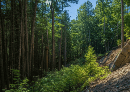 buying land for timber or mineral rights