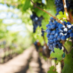 buying land for vineyards or wineries