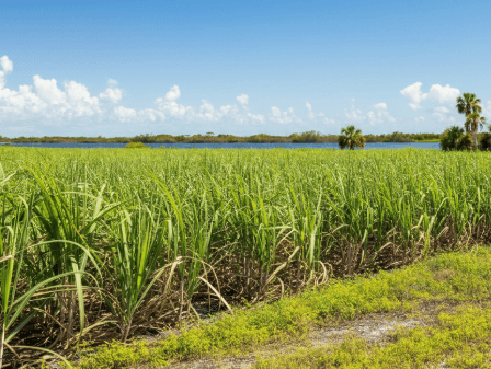 different types of land uses in Everglades City Florida