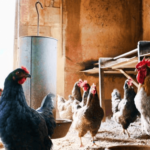 start a chicken farm on land