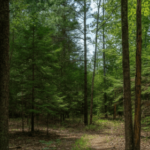 top areas for wooded acreage