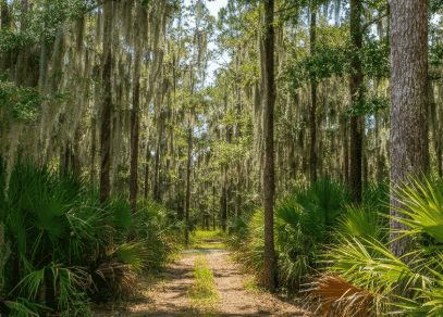 top areas for wooded acreage in florida