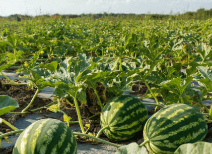 what crops grown in Florida