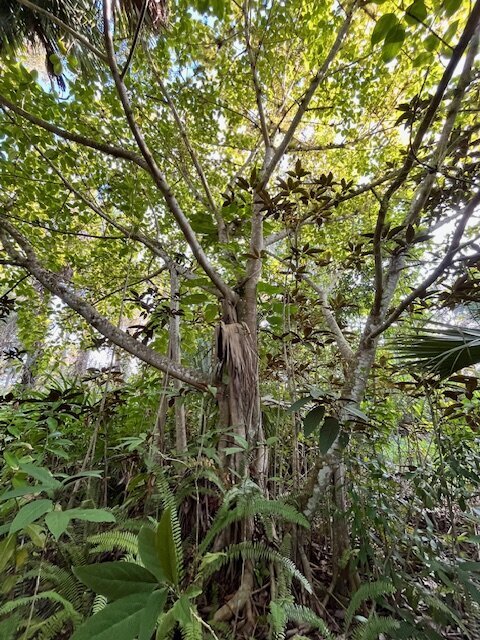 buying florida land in 2026