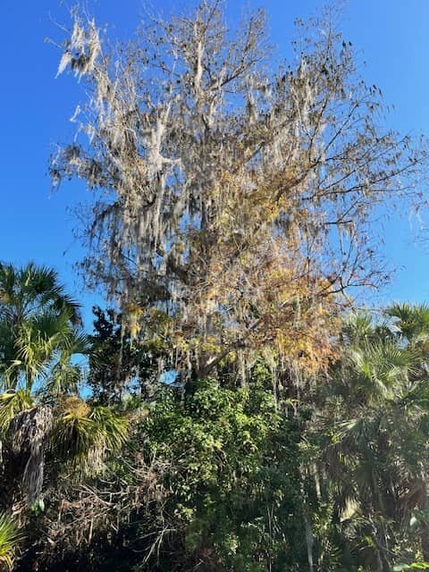 cypress tree. Selling Land With Wetlands florida