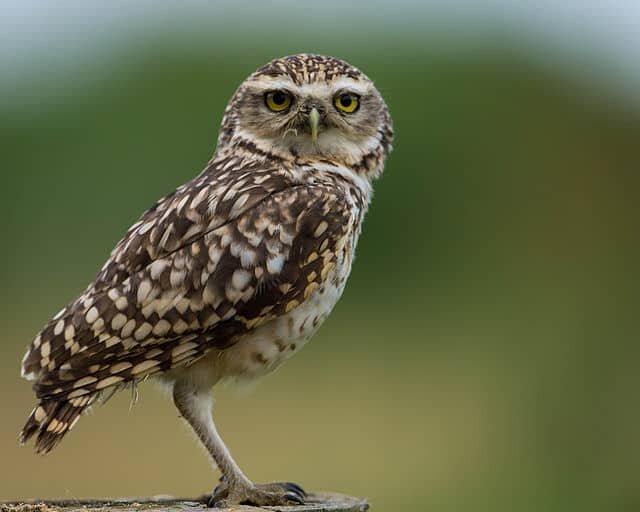 selling land florida burrowing owl