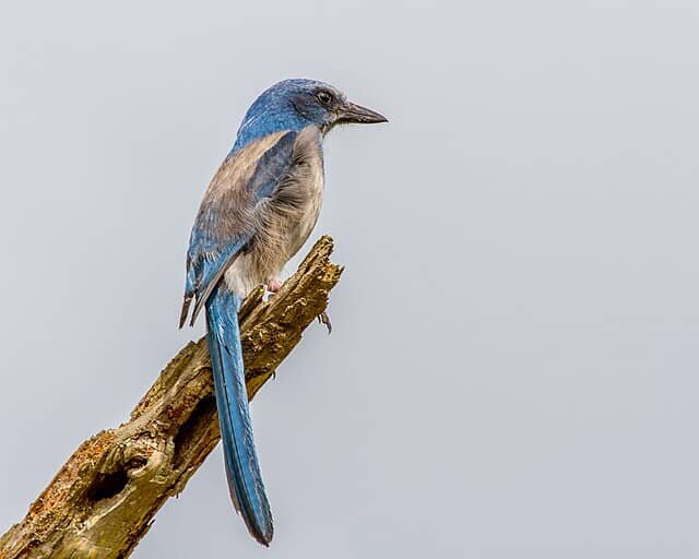 selling land with scrub jays in florida