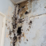 Sell a House With Mold Colorado