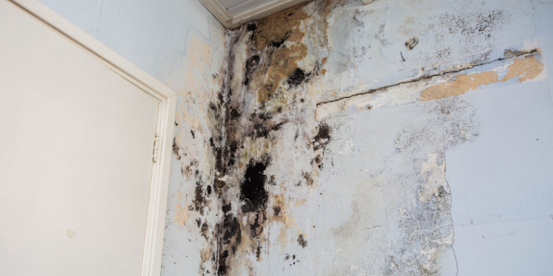 Sell a House With Mold Colorado