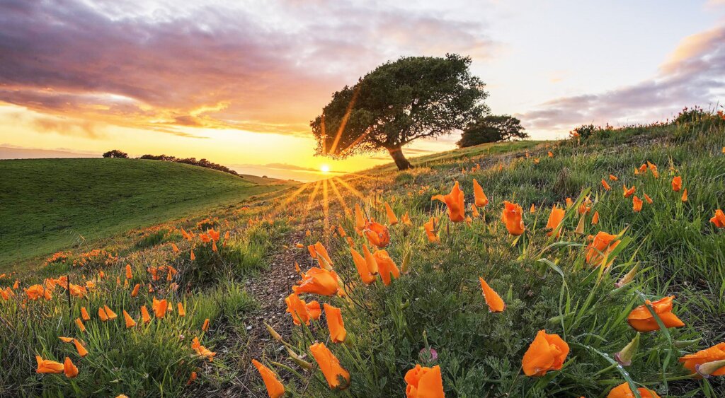 Sell your house in California 