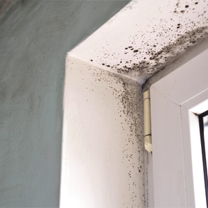 Problems with Mold in Homes North Carolina