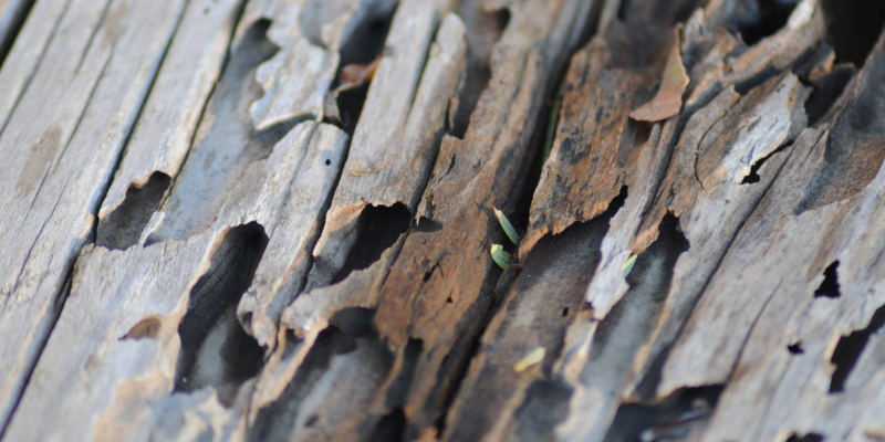 A Guide to Selling Your House With Termites [market_city]