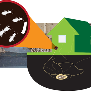 Selling a House With a Termite Problem Decatur