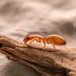 Do I Need a Termite Bond to Sell My House in Huntsville AL