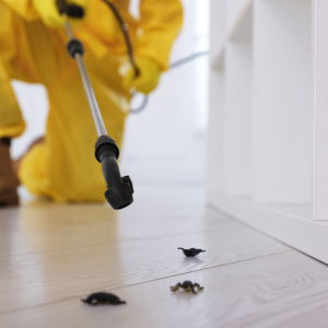 A Guide to Selling Your House With Termites Alabama