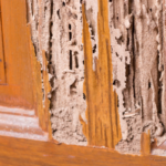 How To Sell A House with Termites Alabama