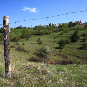 Squatter Rights Explained In Connecticut