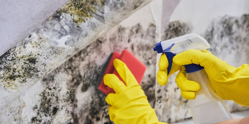 Selling house with mold Newington
