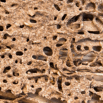 How to Sell a Home With Termites Connecticut