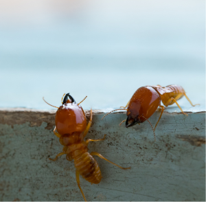 Termite Control Cost In Texas