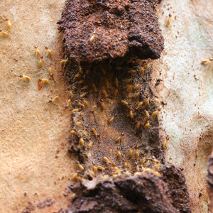 Termite Extermination Cost In Texas