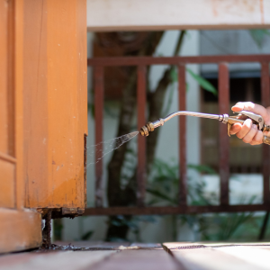 Termite Treatment Price In Texas