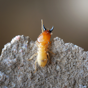Treatment Cost for Termites In Texas