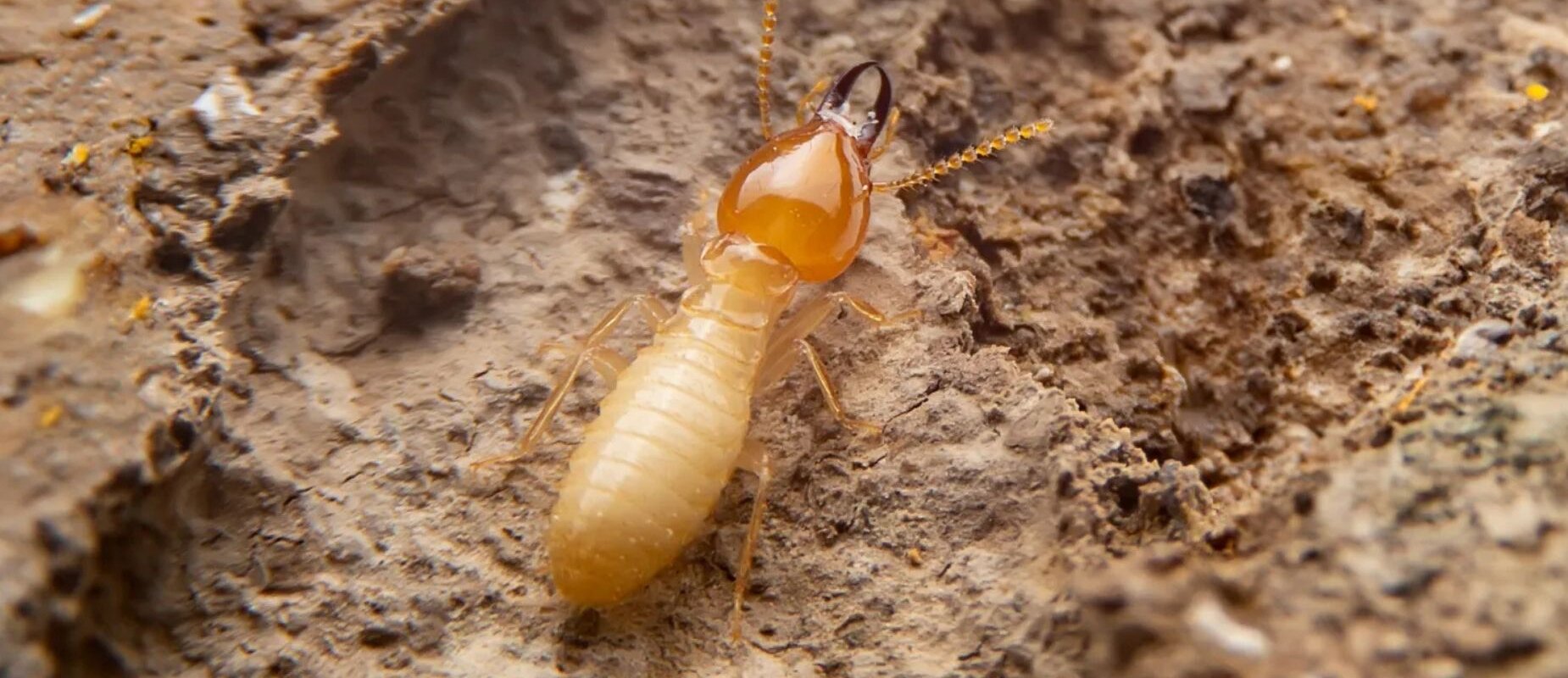 Cost to Get Rid of Termite in Texas