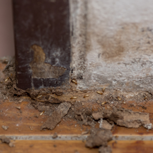 A Guide to Selling Your House With Termites in