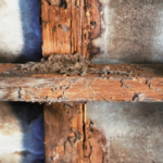 Selling a House With a Termite Problem in Fort Worth