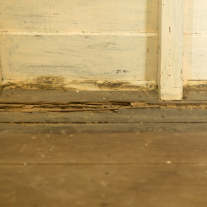 Steps to Sell a House With Termite Issues in