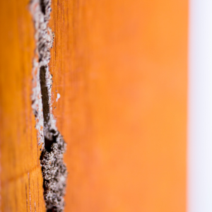 Tips for Selling a House With Termite Damage in