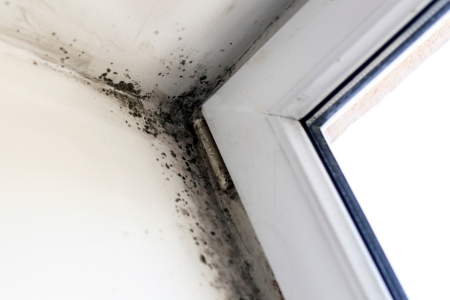 Address Mold Issues In Texas