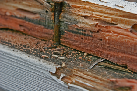 Common Pest Infestation In Texas