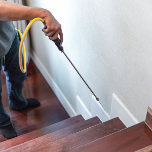 Selling Your House Despite Termite Damage Texas