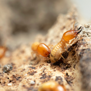 Selling a Property Affected by Termite Damage Texas