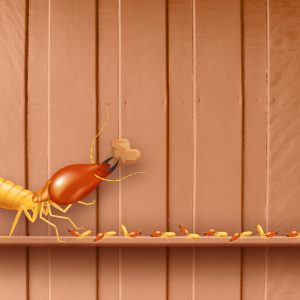 Tips for Selling a House with Past or Current Termite Damage Texas