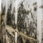 Can You Sell a House That Has Mold in Texas