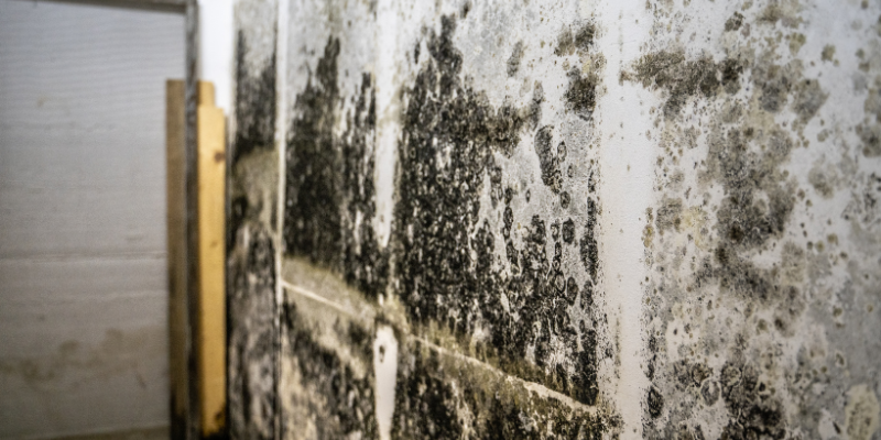 Can You Sell a House That Has Mold in Texas