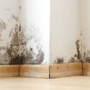 Can You Sell a House with Mold in It in Texas