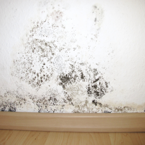 Can You Sell a Moldy House in Texas