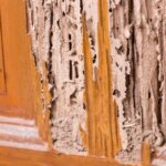 Can You Sell a House That Has Termites in Texas
